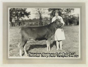 (COWS--FARMING) An udderly charming archive of approximately 70 photographs of prize-winning cows in the U.S. and Canada.